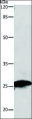 Anti-MT-CO2 antibody produced in rabbit affinity isolated antibody