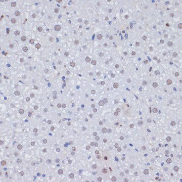 Anti-PCNA antibody produced in rabbit