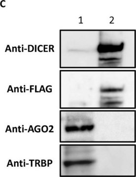 Anti-Ago 2 Antibody Upstate&#174;, from rabbit