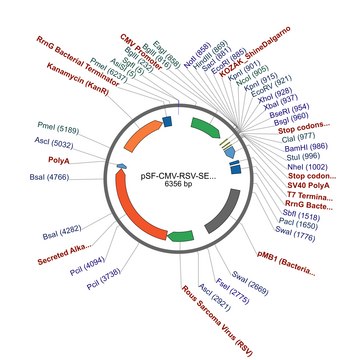 PSF-CMV-RSV-SEAP ASCI - ALKALINE PHOSPHATASE PLASMID plasmid vector for molecular cloning