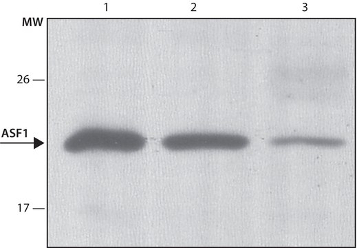 Anti-ASF1 antibody, Mouse monoclonal clone 4A1/3, purified from hybridoma cell culture