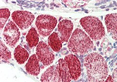 Anti-CRLS1 antibody produced in rabbit affinity isolated antibody