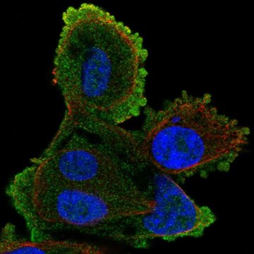 Anti-ATP8A2 antibody produced in rabbit Prestige Antibodies&#174; Powered by Atlas Antibodies, affinity isolated antibody