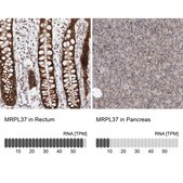 Anti-MRPL37 antibody produced in rabbit Prestige Antibodies® Powered by Atlas Antibodies, affinity isolated antibody, buffered aqueous glycerol solution