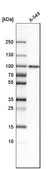 Anti-SAMD4B antibody produced in rabbit Prestige Antibodies® Powered by Atlas Antibodies, affinity isolated antibody, buffered aqueous glycerol solution