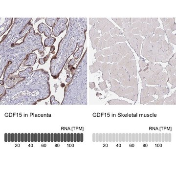 Monoclonal Anti-GDF15 antibody produced in mouse Prestige Antibodies&#174; Powered by Atlas Antibodies, clone CL0328, purified immunoglobulin, buffered aqueous glycerol solution