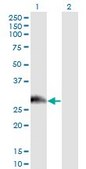 Monoclonal Anti-PAGE1 antibody produced in mouse clone 6G6, purified immunoglobulin, buffered aqueous solution