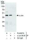 Rabbit anti-c-Jun Antibody, Affinity Purified Powered by Bethyl Laboratories, Inc.