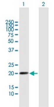 Anti-LILRB2 antibody produced in mouse purified immunoglobulin, buffered aqueous solution