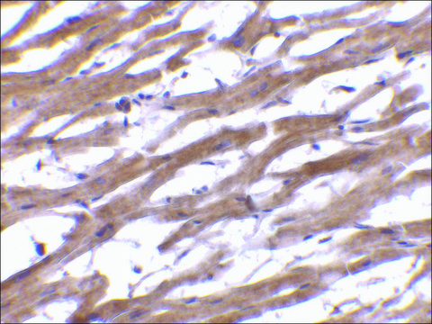 Anti-BAP29 (ab1) antibody produced in rabbit affinity isolated antibody, buffered aqueous solution