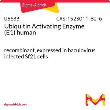 Ubiquitin Activating Enzyme (E1) human recombinant, expressed in baculovirus infected Sf21 cells