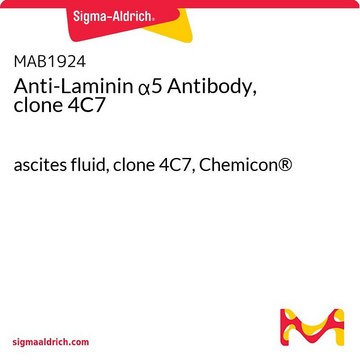 抗细胞角蛋白&#945;5抗体，克隆4C7 ascites fluid, clone 4C7, Chemicon&#174;