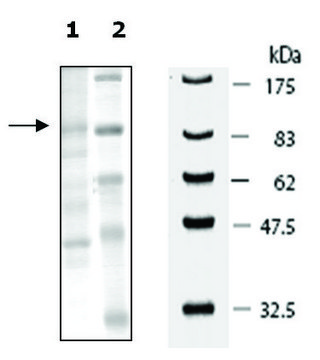 PRMT9 human recombinant, expressed in baculovirus infected Sf9 cells, &#8805;30% (SDS-PAGE)