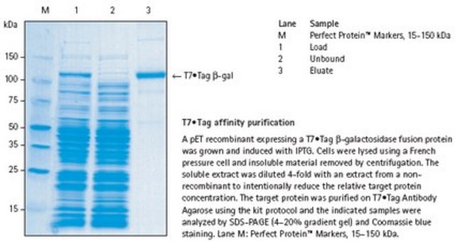 T7&#8226;Tag&#174;亲和纯化试剂盒 Immunoaffinity purification of T7&#8226;Tag fusion proteins