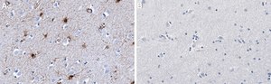 Anti-Aldh1L1 Antibody, clone N103/39 ZooMAb® Mouse Monoclonal recombinant, expressed in HEK 293 cells