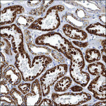 Anti-CHRM2 antibody produced in rabbit Prestige Antibodies&#174; Powered by Atlas Antibodies, affinity isolated antibody, buffered aqueous glycerol solution