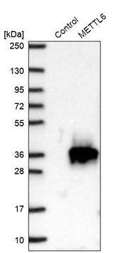 Anti-METTL6 antibody produced in rabbit Prestige Antibodies&#174; Powered by Atlas Antibodies, affinity isolated antibody, buffered aqueous glycerol solution