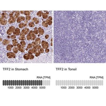 Anti-TFF2 antibody produced in rabbit Prestige Antibodies&#174; Powered by Atlas Antibodies, affinity isolated antibody, buffered aqueous glycerol solution