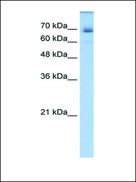 Anti-LNX1 antibody produced in rabbit IgG fraction of antiserum