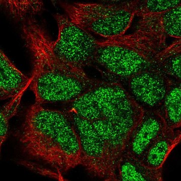 Anti-HOXC9 antibody produced in rabbit Prestige Antibodies&#174; Powered by Atlas Antibodies, affinity isolated antibody