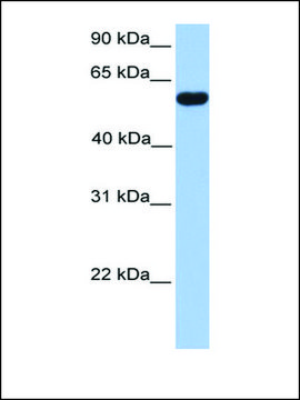 Anti-CUGBP2 antibody produced in rabbit affinity isolated antibody