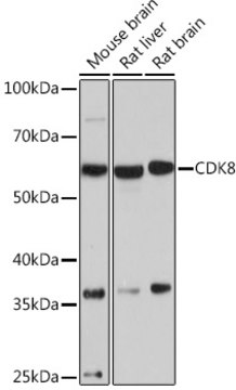 Anti-CDK8 Antibody, clone 7L5X2, Rabbit Monoclonal