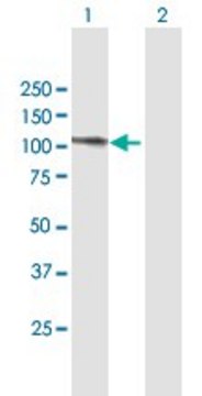 Anti-C20ORF14 antibody produced in mouse purified immunoglobulin, buffered aqueous solution