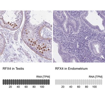 Anti-RFX4 antibody produced in rabbit Prestige Antibodies&#174; Powered by Atlas Antibodies, affinity isolated antibody, buffered aqueous glycerol solution