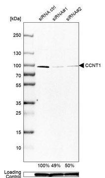 Anti-CCNT1 antibody produced in rabbit Prestige Antibodies&#174; Powered by Atlas Antibodies, affinity isolated antibody, buffered aqueous glycerol solution