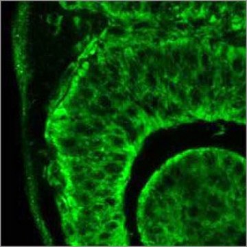 Anti-ITGB1 antibody produced in rabbit affinity isolated antibody