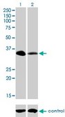 Monoclonal Anti-RFFL antibody produced in mouse clone 3A4, purified immunoglobulin, buffered aqueous solution