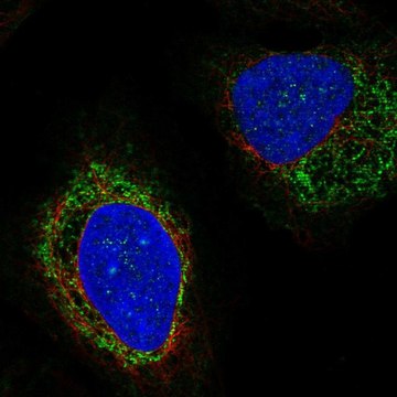 Anti-PTPN5 antibody produced in rabbit Prestige Antibodies&#174; Powered by Atlas Antibodies, affinity isolated antibody