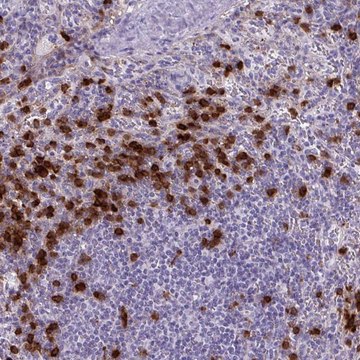 Anti-TMEM133 antibody produced in rabbit Prestige Antibodies&#174; Powered by Atlas Antibodies, affinity isolated antibody, buffered aqueous glycerol solution