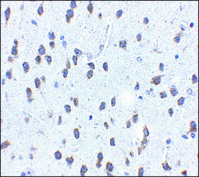 Anti-SCF antibody produced in rabbit affinity isolated antibody, buffered aqueous solution