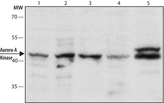 Anti-Aurora-A Kinase antibody, Mouse monoclonal clone 35C1, purified from hybridoma cell culture