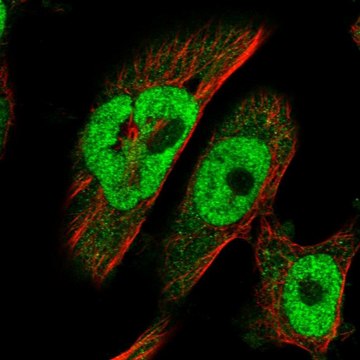 Anti-BRCA2 antibody produced in rabbit Prestige Antibodies&#174; Powered by Atlas Antibodies, affinity isolated antibody, buffered aqueous glycerol solution