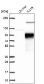 Anti-IL21R antibody produced in rabbit Prestige Antibodies® Powered by Atlas Antibodies, affinity isolated antibody, buffered aqueous glycerol solution