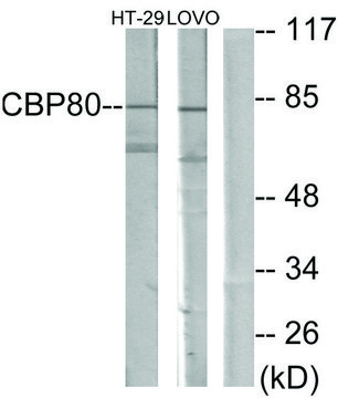 Anti-NCBP1 antibody produced in rabbit affinity isolated antibody