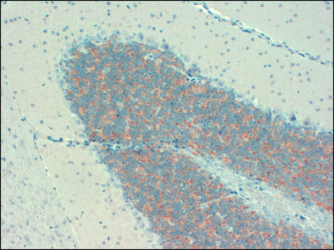 Monoclonal Anti-KCNIP1 antibody produced in mouse clone S55-7, 1&#160;mg/mL, purified immunoglobulin