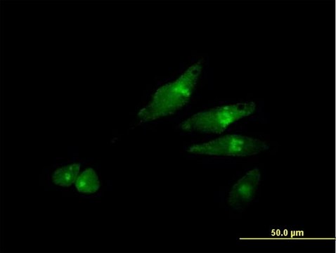 Anti-SCYL3 antibody produced in mouse purified immunoglobulin, buffered aqueous solution