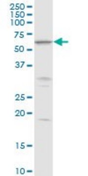 Anti-MKKS antibody produced in rabbit purified immunoglobulin, buffered aqueous solution