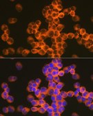 Anti-CD82 antibody produced in rabbit