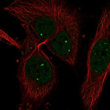 Anti-HIF1A antibody produced in rabbit Prestige Antibodies&#174; Powered by Atlas Antibodies, affinity isolated antibody