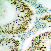Anti-phospho-SREBP-1 (pSer439) antibody produced in rabbit affinity isolated antibody