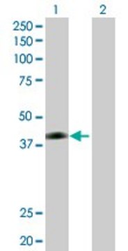 Anti-JAM2 antibody produced in rabbit purified immunoglobulin, buffered aqueous solution