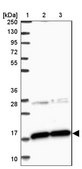 Anti-CNPY2 antibody produced in rabbit Prestige Antibodies® Powered by Atlas Antibodies, affinity isolated antibody, buffered aqueous glycerol solution