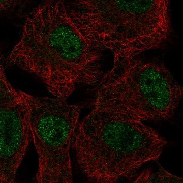 Anti-SGK2 antibody produced in rabbit Prestige Antibodies&#174; Powered by Atlas Antibodies, affinity isolated antibody