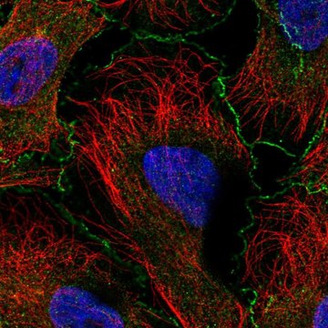 Anti-ABI1 antibody produced in rabbit Prestige Antibodies&#174; Powered by Atlas Antibodies, affinity isolated antibody