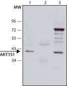 Anti-AKT1S1 antibody, Mouse monoclonal clone AKT1S1-3, purified from hybridoma cell culture