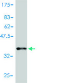Monoclonal Anti-CCL11 antibody produced in mouse clone 1C8-2C1, purified immunoglobulin, buffered aqueous solution